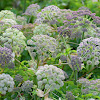 Wild Angelica