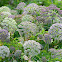 Wild Angelica