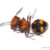 Velvet Ant