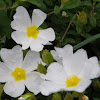 Sage-leaved Rock Rose