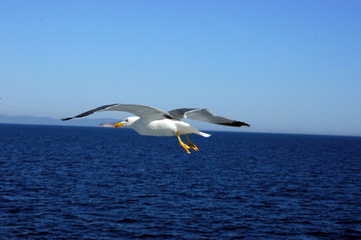 Volo libero di maremar