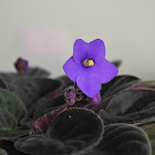 Violet flower