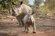 A baby white rhino with his mother in the Kruger National Park, where one in seven rhinos are infected with the germ that causes bovine tuberculosis.