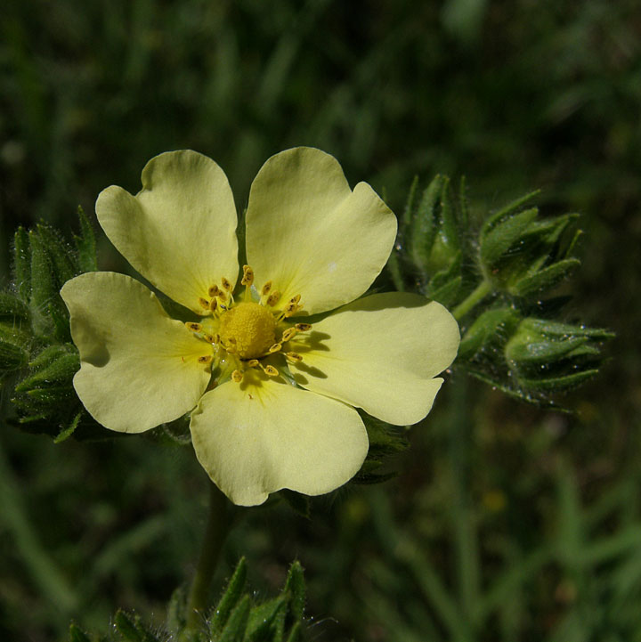 Sulphur Cinquefoil