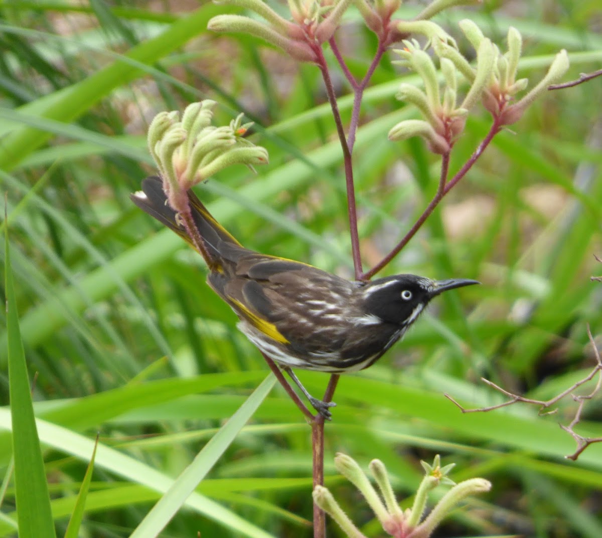 New Holland Honeyeater