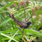 New Holland Honeyeater