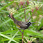 New Holland Honeyeater