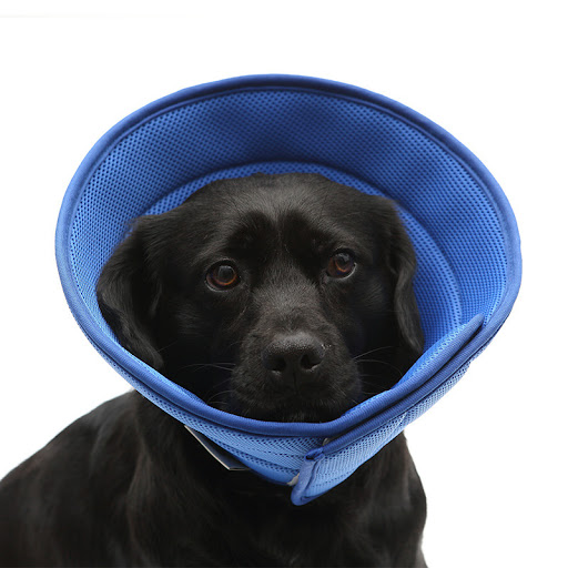 Title 6, Dog Cat Anti-bite Collar Pet Medical Recovery T...