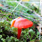 Vermillion waxcap