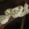 Eyelash viper