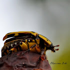 Brown-and-Yellow Fruit Chafer