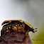 Brown-and-Yellow Fruit Chafer