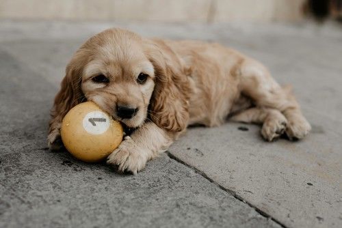 Cocker spaniel bebé de solo unos meses