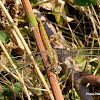 Southern Skimmer