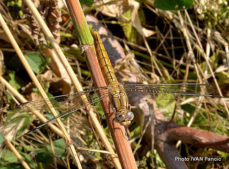 Southern Skimmer