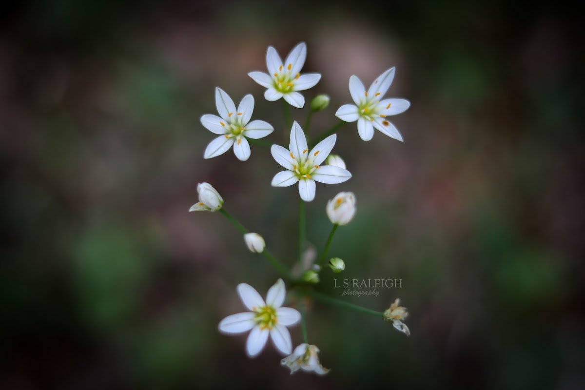 False Garlic, Crowpoison