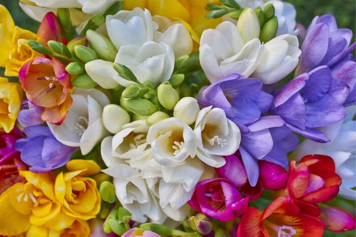 Freesia Flowers
