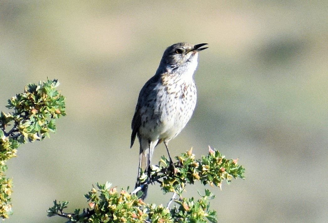 Sage Thrasher