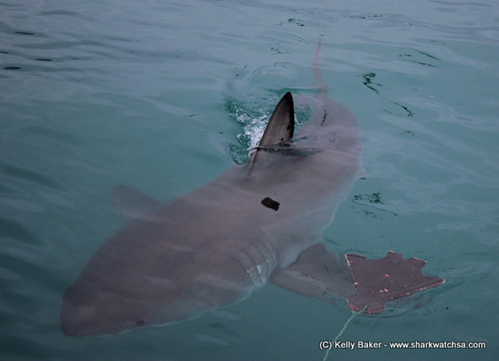 The 4.2m Mr Freckles has dark spots on dorsal fin.