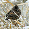 Song sparrow