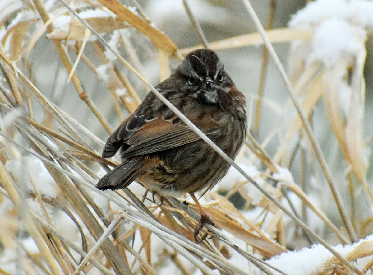 Song sparrow