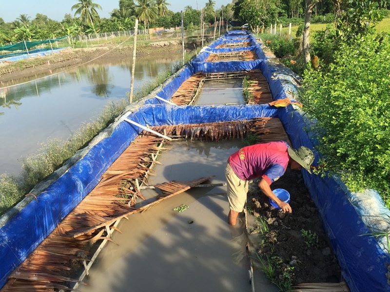 Thức ăn cho lươn. Thức ăn tự nhiên & thức ăn công nghiệp cho lươn