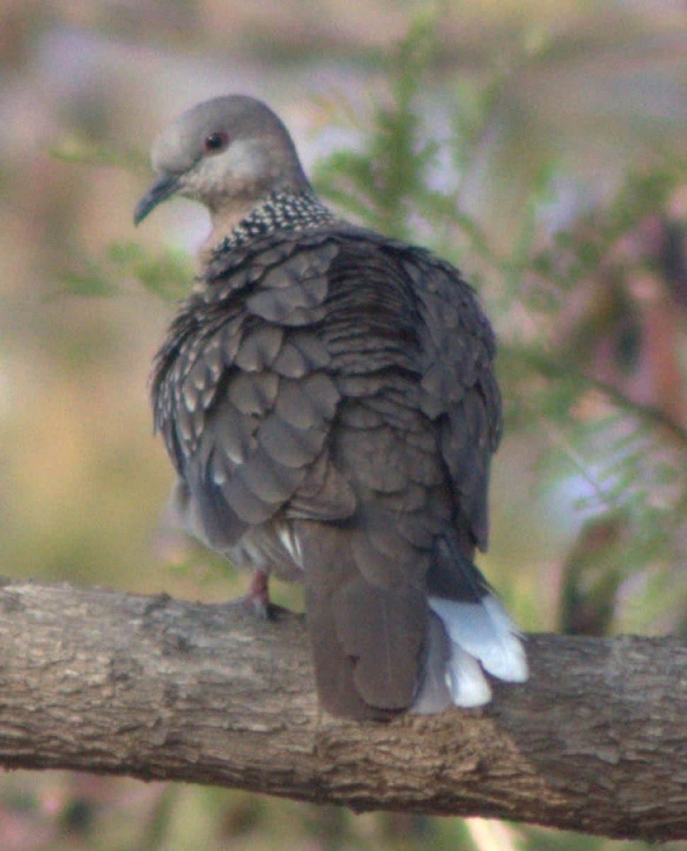 Spotted Dove