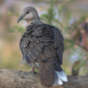 Spotted Dove