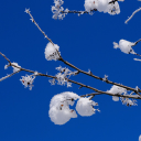 Snow sold on tree branches