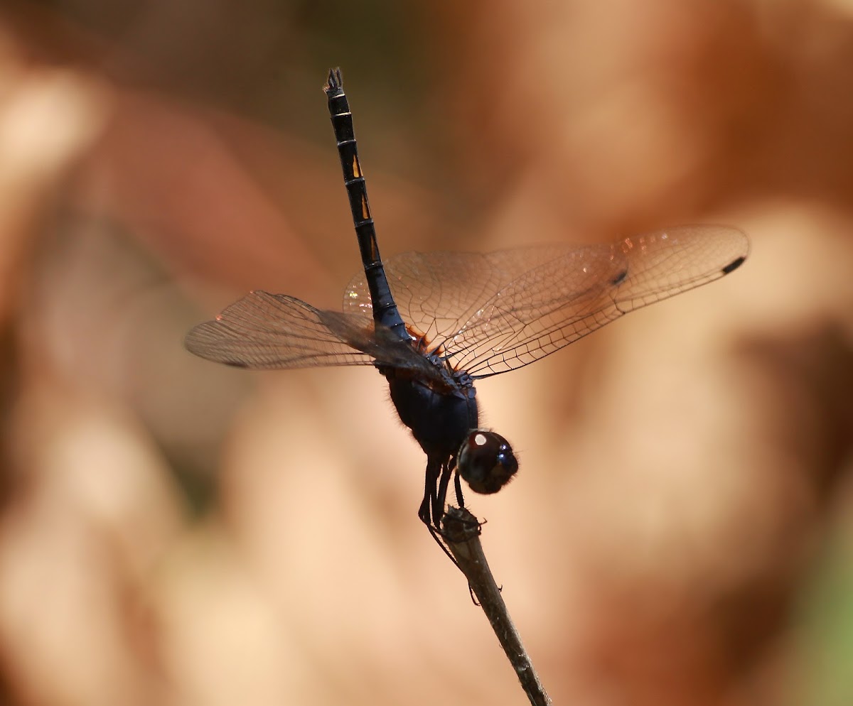 Indigo Dropwing