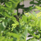 Tailed Jay