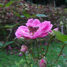 Rosa