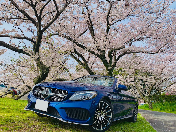 Cクラス カブリオレのC300カブリオレ・サクラと愛車・オープンドライブ最高！・思いがけない🌸スポット・次の週末も楽しみ🤗に関するカスタム事例の投稿画像4枚目
