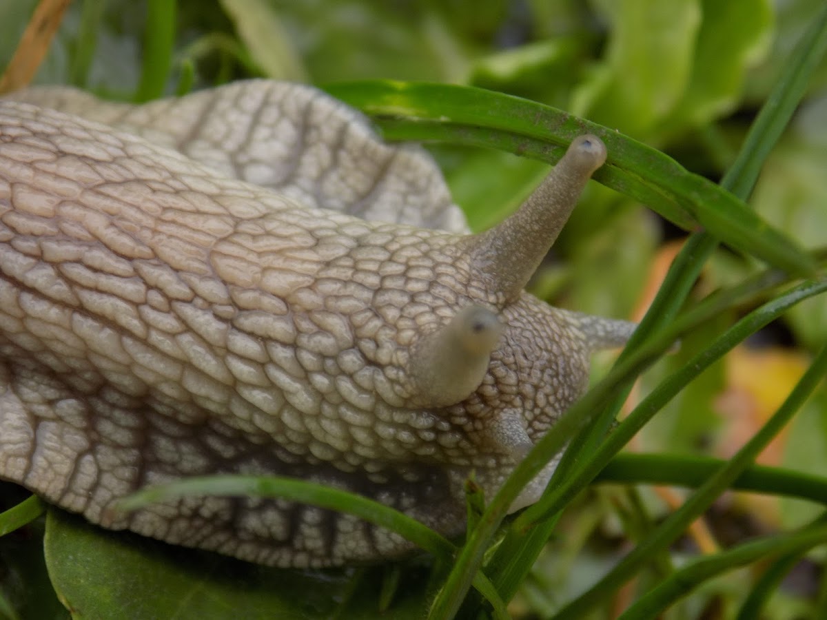 Roman snail