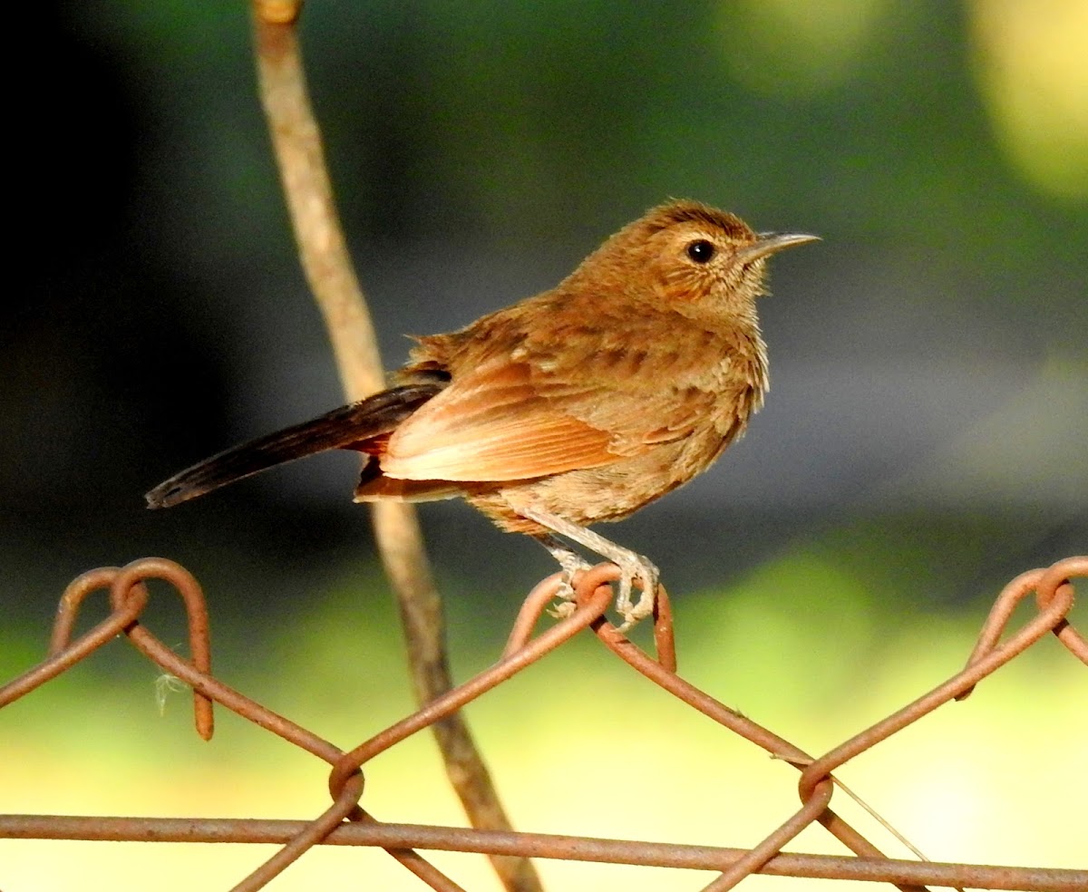 Indian robin- Female