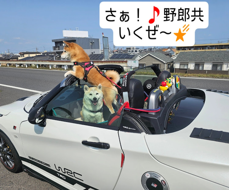 コペンのグリル大百科・柴犬ハコ乗りに関するカスタム事例の投稿画像3枚目