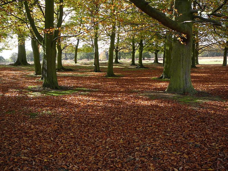 File:Richmond Park understorey.jpg