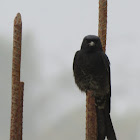 Black Drongo