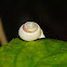 Tree Snail