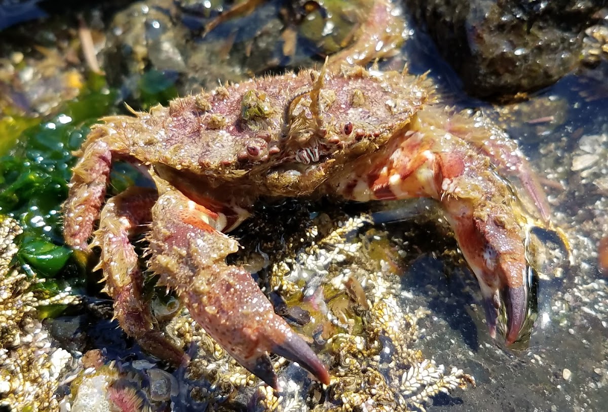 Bristly crab