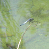 Blue Dasher (Male)