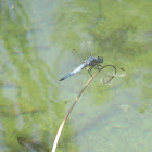 Blue Dasher (Male)