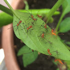 Eastern Leaf-footed Bug