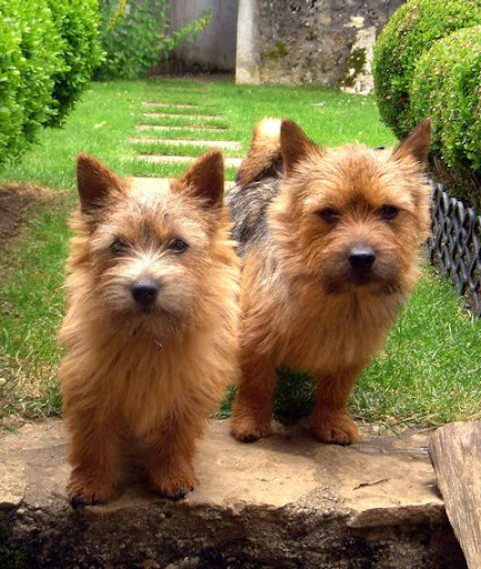 Norwich Terrier Live Wallpaper