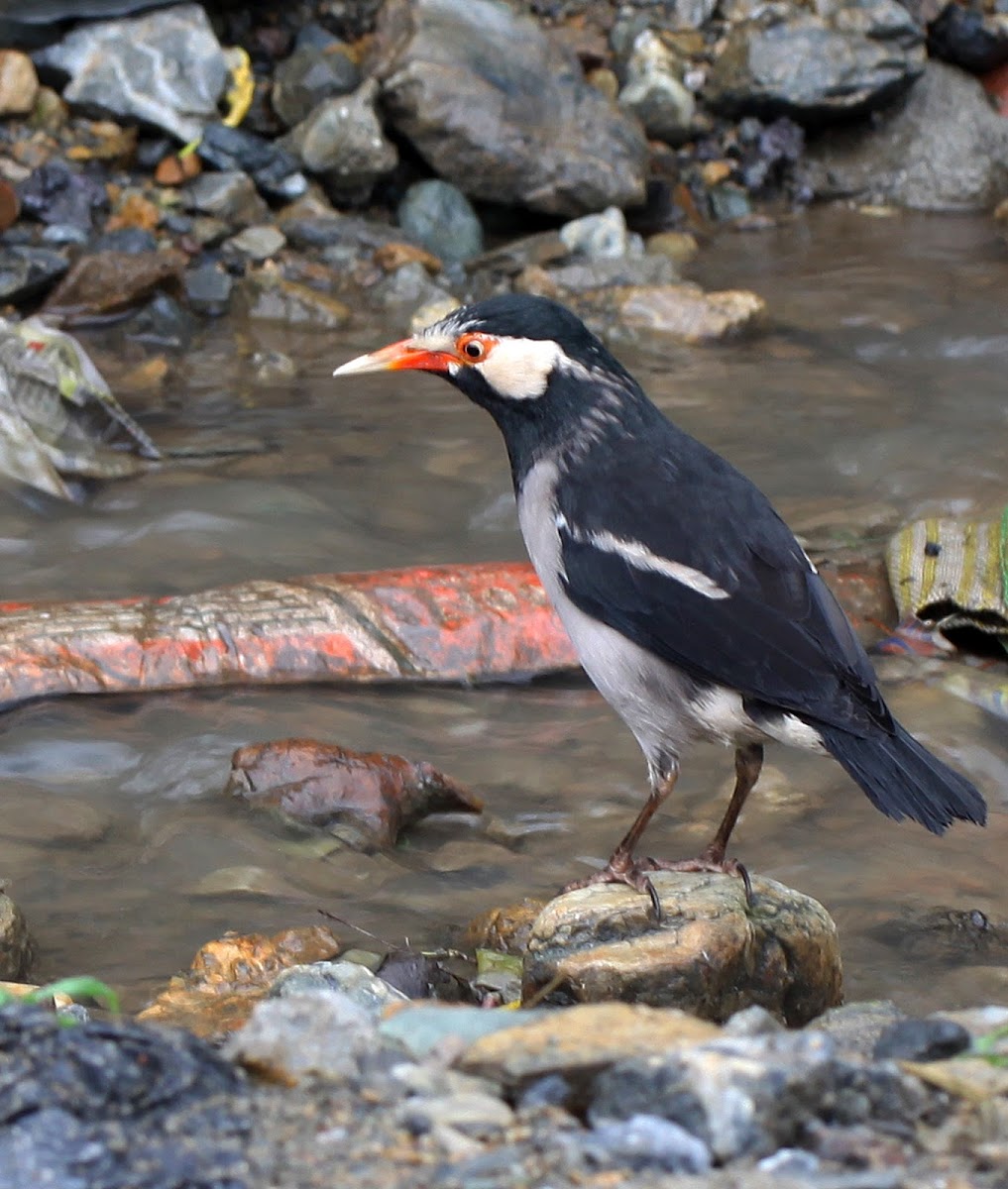 Pied Myna (or Asian Pied Starling)