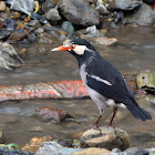 Pied Myna (or Asian Pied Starling)