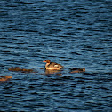 Common Merganser