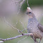 Scaled Quail