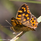 Speckled Wood