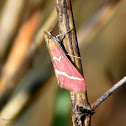 Volupial Pyrausta Moth